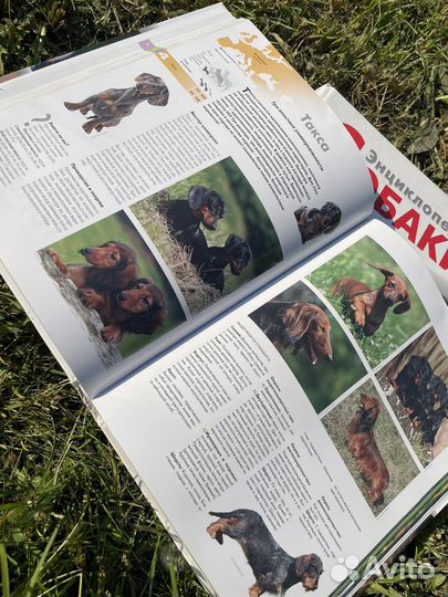 Энциклопедия собак и кошек