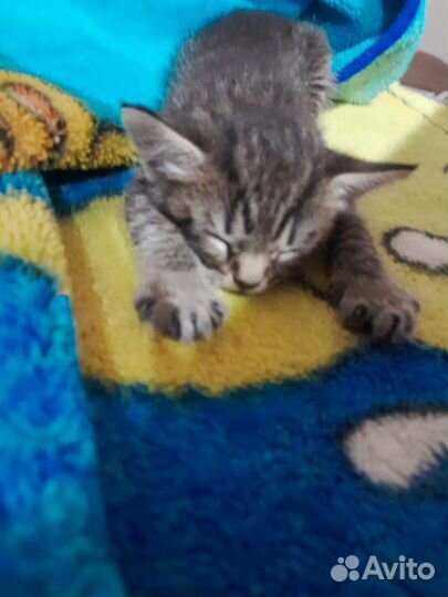 Котёнок