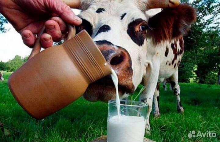 Парное молоко