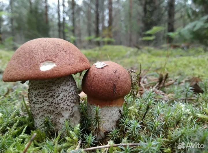 Грибы красноголовики