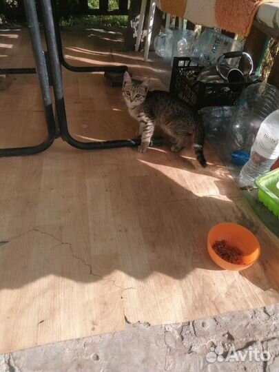 Котята бесплатно