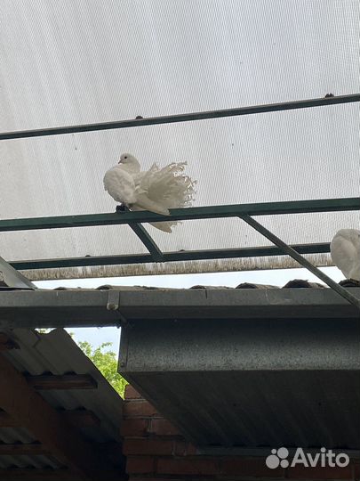 Голуби павлины