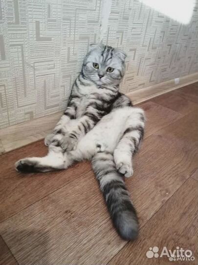 Шотландский кот