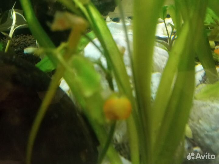 Улитки ампулярии