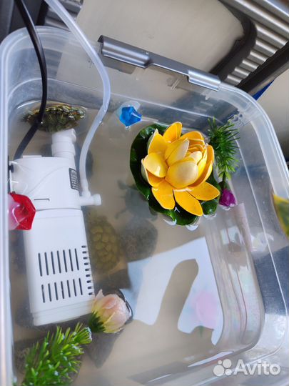 Черепаха с аквариумом