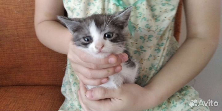 Котята отдам бесплатно