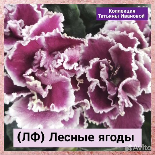 Сортовые фиалки, листочки, детки, взрослые, почтой