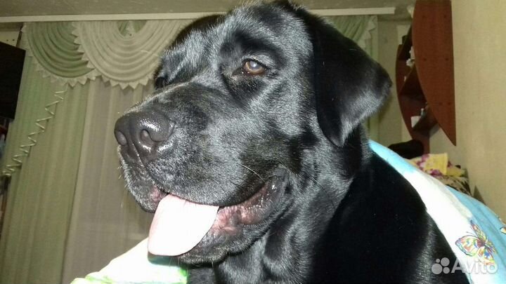 Щенки лабрадора