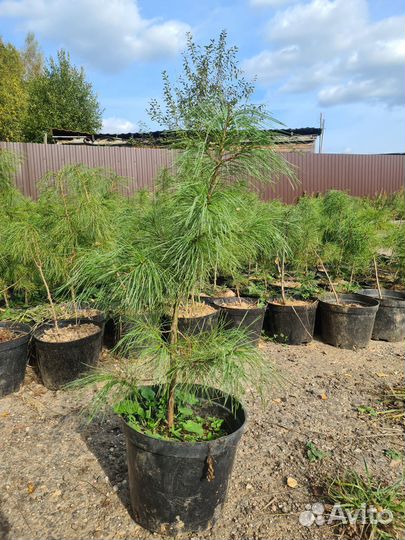 Саженцы кедра