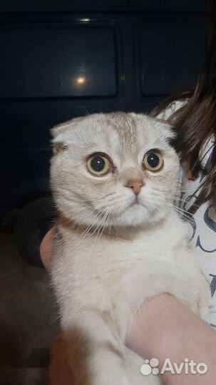 Потерянный кот