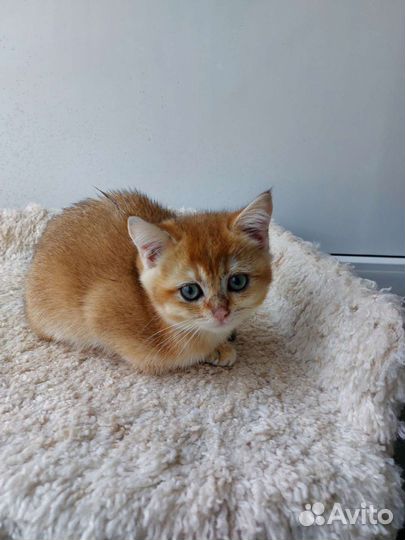 Шотландские котята