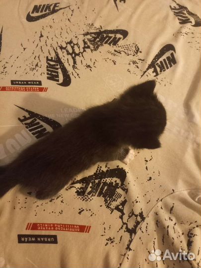 Котятатки