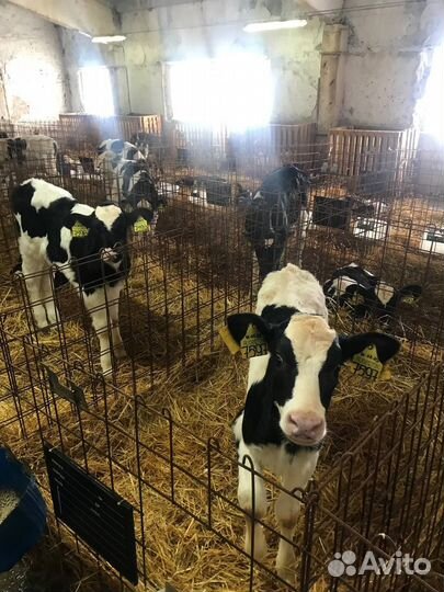 Бычки и телята