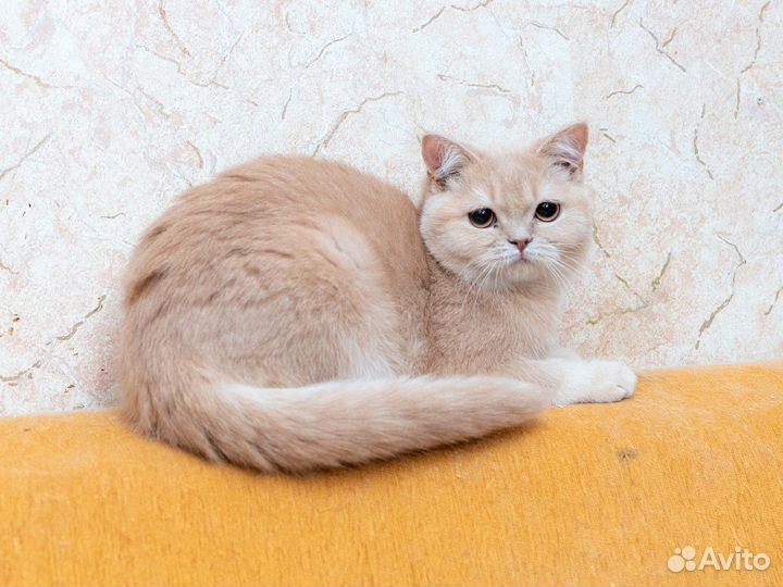 Шотландский котик Еремей