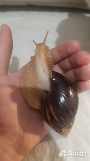 Улитки Ахатины малыши