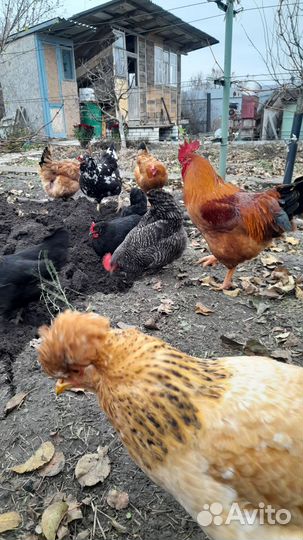 Яйцо куриное отборное