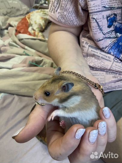 Сирийские хомячки