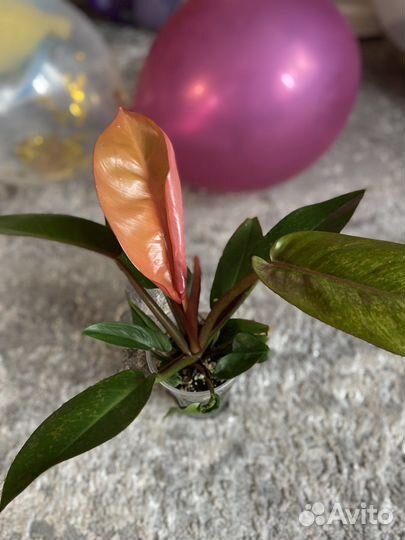Филодендрон принц оранж