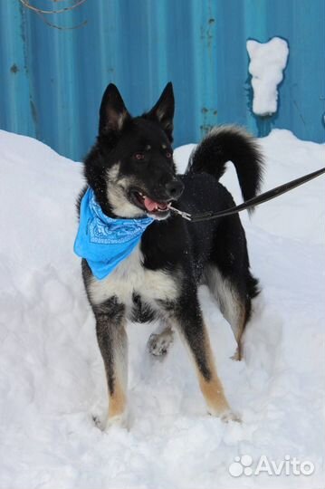 Собаке Гектору нужен друг