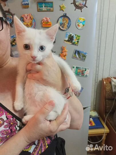 Котенок белый