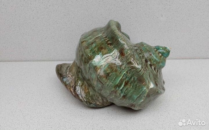 Турбо Марморатус 16,5*15,8 морская ракушка