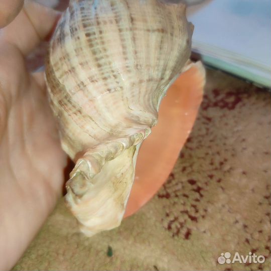 Ракушка большая