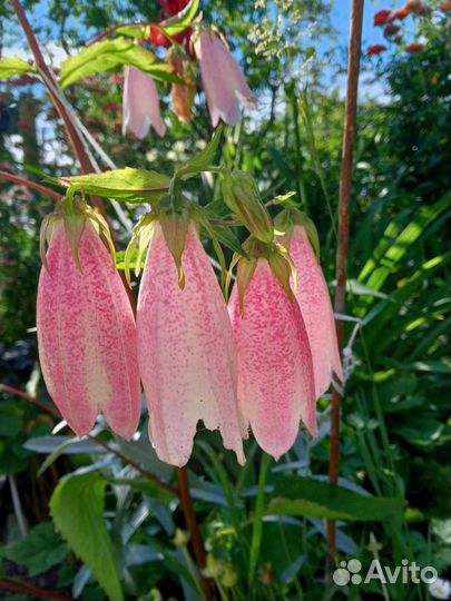 Многолетники, уксус яблочный