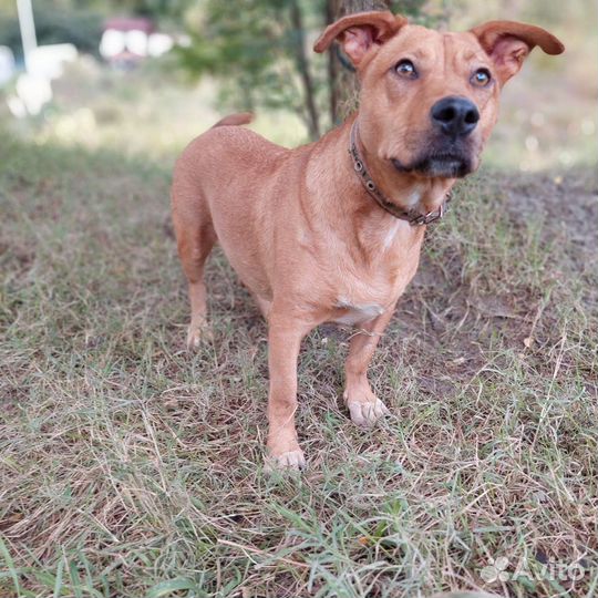 Собаки мелкой породы разные