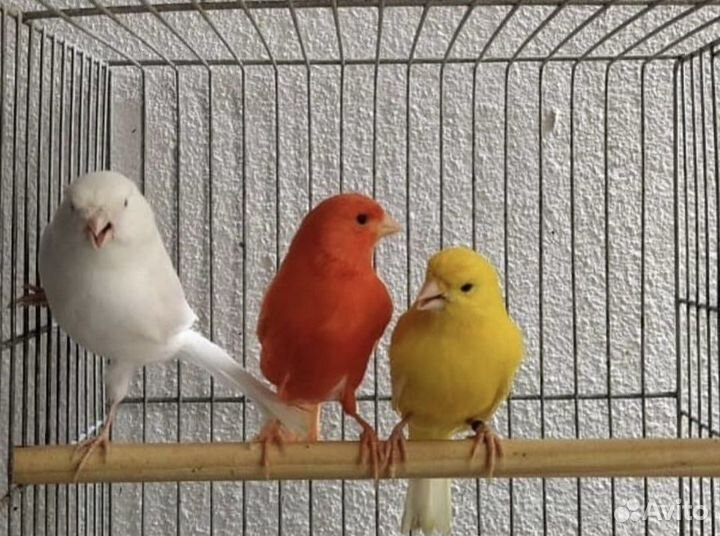 Кенара овсяночный и лесной напев