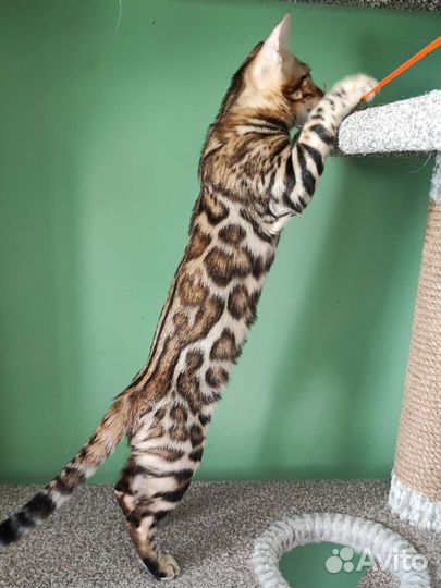 Бенгальский котёнок с документами девочка