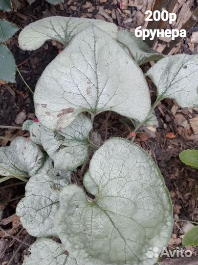 Полынь шмидта, брунера, салидаго патио, эукомис