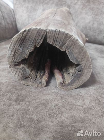 Цилиндр для сомов и Лили Пайп