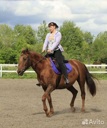 Спокойный мерин в аренду или в поларенды