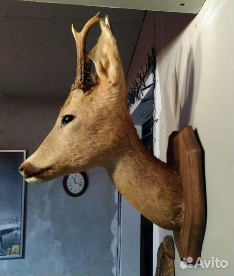 Чучело голова косули Франция