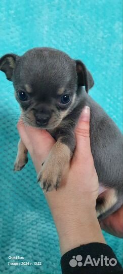 Щенки чихуахуа