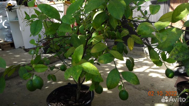 Актуальное Лимонное Дерево Сорт Мейера Плоды-2022