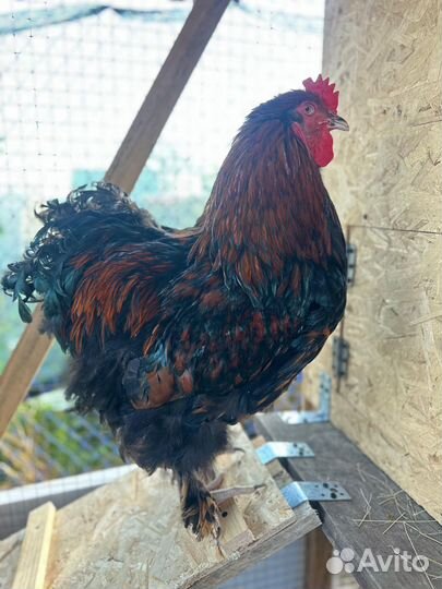 Молодые петухи