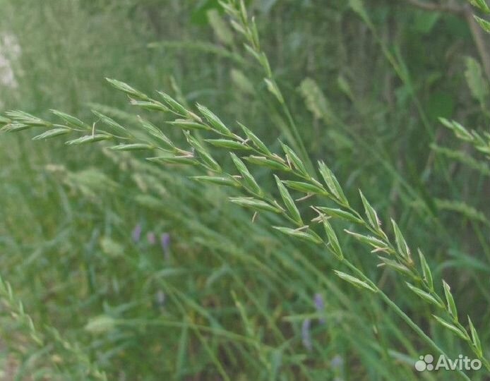 Семена Пырея Ползучего опт