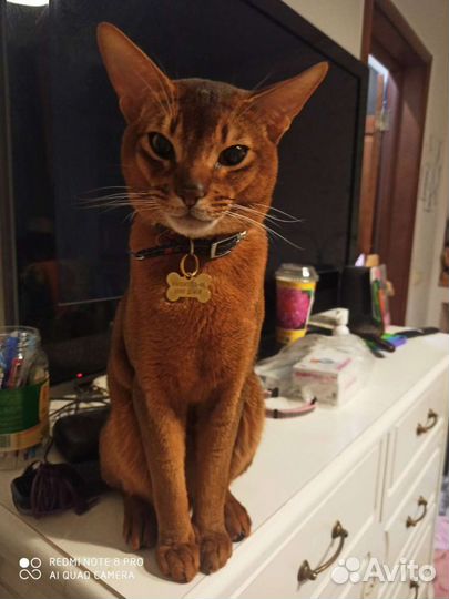 Абиссинские котята