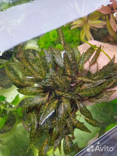 Аквариумные растения