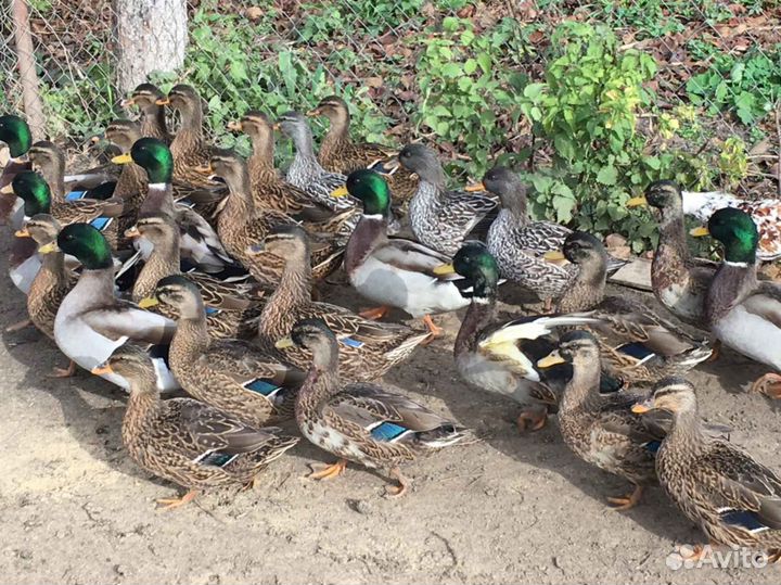 Утки подсадные для охоты