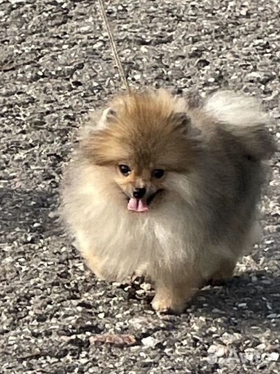 Щеночек померанского шпица