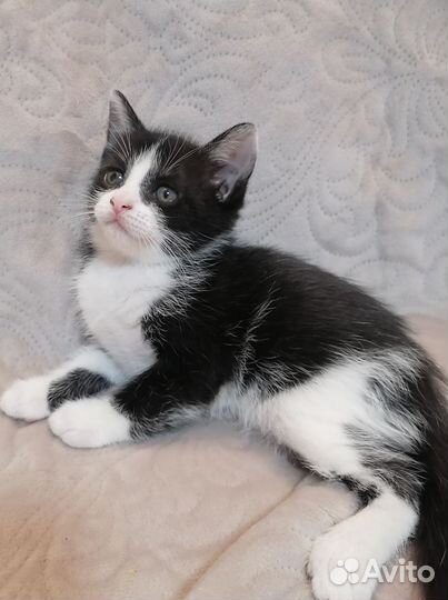 Кошки в добрые руки бесплатно