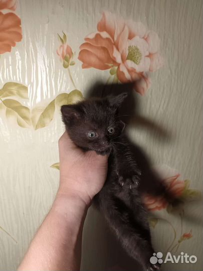 Кошка в дар бесплатно