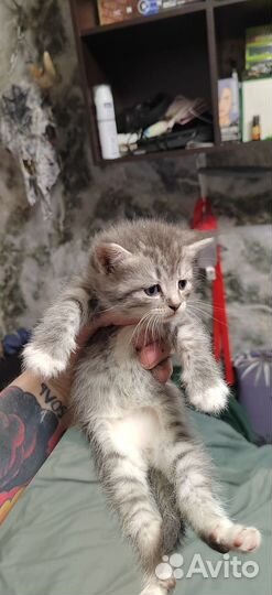 Кошка в дар бесплатно