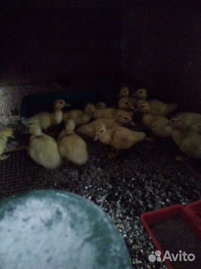 Индоутки,иперепёлки