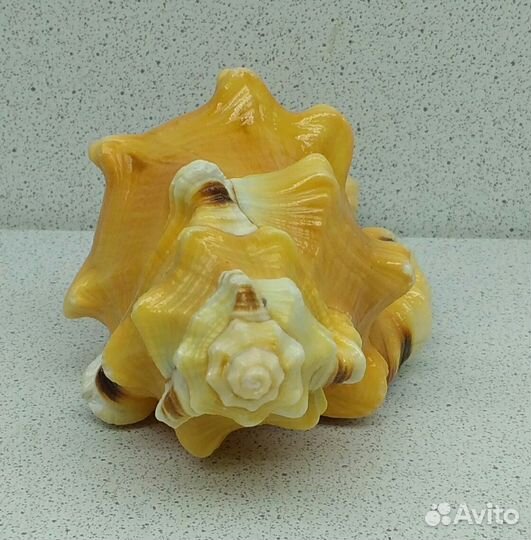 Циматиум Лоториум 12,8 морская ракушка раковина