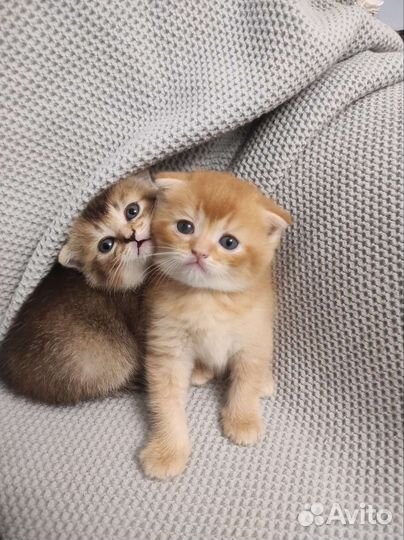 Шотландская шиншилла