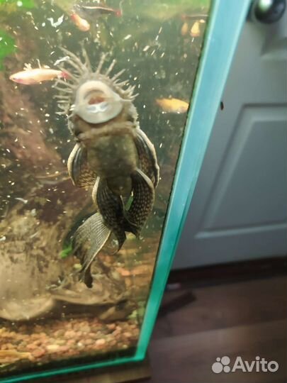 Анциструсы