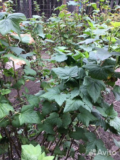 Яблони черная смородина